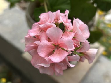 Saksıda yetişen güzel pembe çiçekler