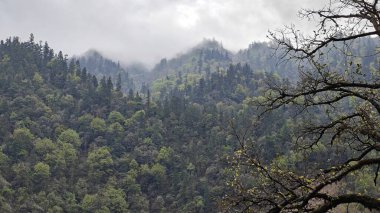 Himalaya dağlarında büyüyen ağaçlar sisle kaplı.