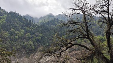 Himalaya dağlarında büyüyen ağaçlar sisle kaplı.