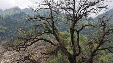 Himalaya dağlarında büyüyen ağaçlar sisle kaplı.