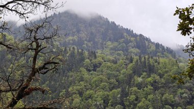 Himalaya dağlarının sisle kaplı yeşil yamaçları