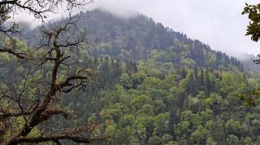 Himalaya dağlarının sisle kaplı yeşil yamaçları