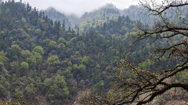 Himalaya dağlarının sisle kaplı yeşil yamaçları