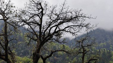 Himalaya dağlarında yetişen ağaçların güzel manzarası