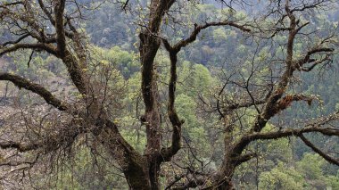 Himalaya dağlarında yetişen ağaçların güzel manzarası