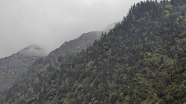Himalaya dağlarında büyüyen yeşil ağaçlar sisle kaplı.