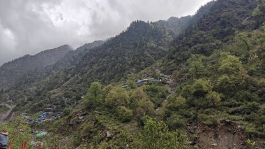 Himalaya dağlarında büyüyen yeşil ağaçlar sisle kaplı.