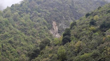 Himalaya dağlarında büyüyen yeşil ağaçlar sisle kaplı.