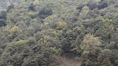 Himalaya dağlarında yetişen yeşil ağaçlar 