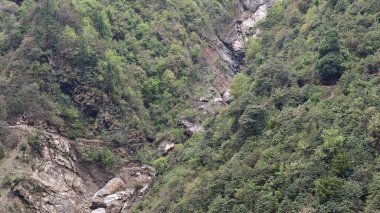 Himalaya dağlarında yeşil ağaçlar ve kayalar 