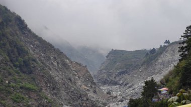 Himalaya dağlarında büyüyen yeşil ağaçlar sisle kaplı.