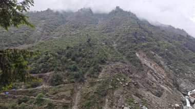 Himalaya dağlarında büyüyen yeşil ağaçlar sisle kaplı.