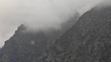 Himalaya dağlarındaki sisle kaplı yeşil ormanın manzarası