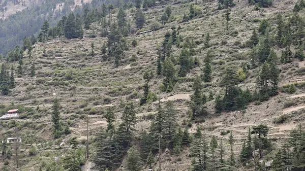 Hindistan 'da dağ yamacında yetişen her zaman yeşil çam ağaçları