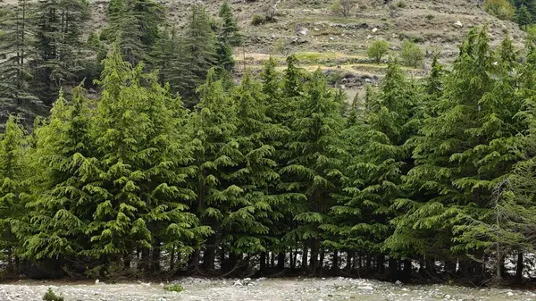 Dağ eteklerinde yetişen yeşil çam ağaçlarının manzarası