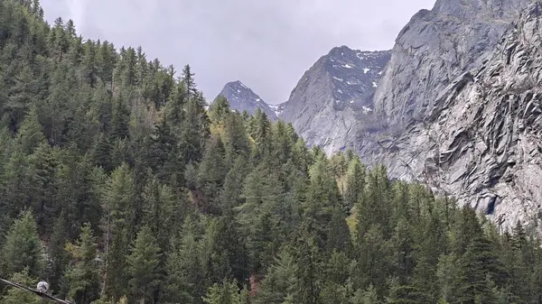 Himalaya dağlarının ve yemyeşil ormanların güzel manzarası 