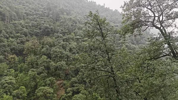 Himalaya dağlarında büyüyen ağaçlar sisle kaplı.