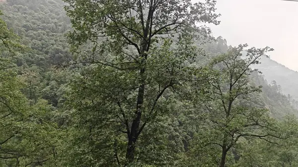 Himalaya dağlarında büyüyen ağaçlar sisle kaplı.