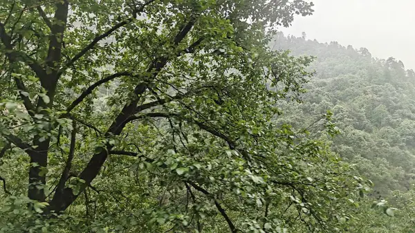 Himalaya dağlarında büyüyen ağaçlar sisle kaplı.