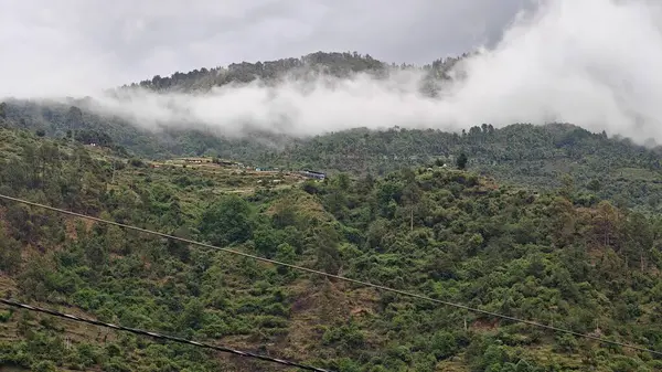 Himalaya dağlarında büyüyen ağaçlar sisle kaplı.