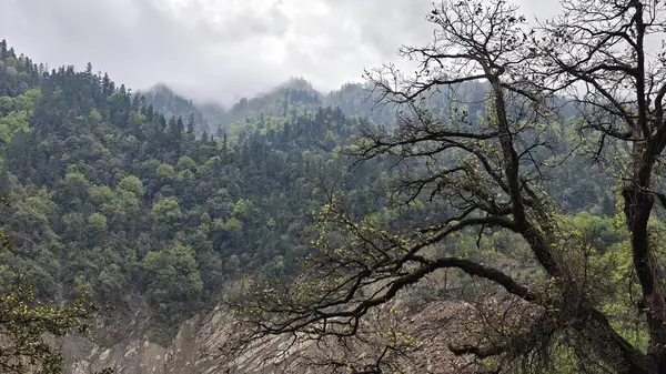 Himalaya dağlarında büyüyen ağaçlar sisle kaplı.