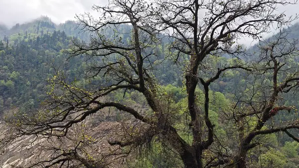 Himalaya dağlarında büyüyen ağaçlar sisle kaplı.