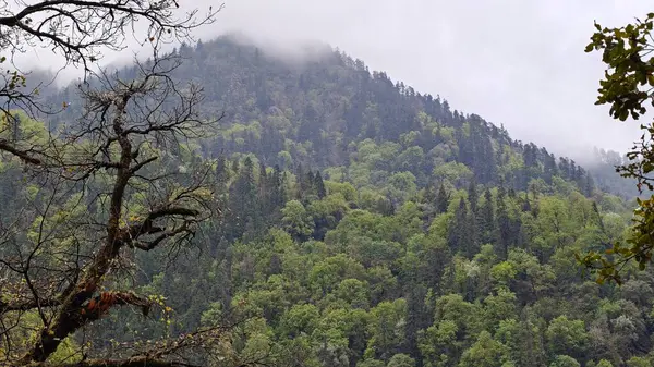 Himalaya dağlarının sisle kaplı yeşil yamaçları