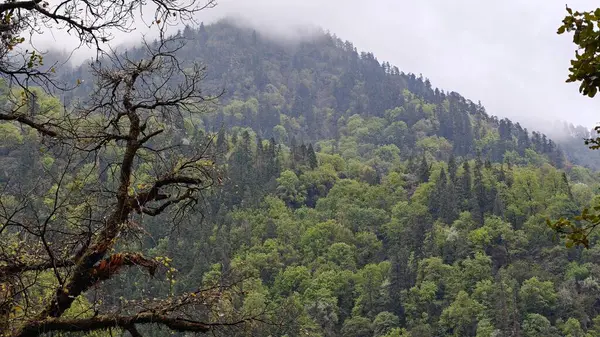 Himalaya dağlarının sisle kaplı yeşil yamaçları