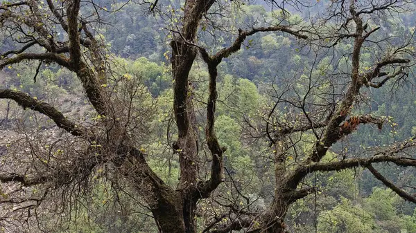Himalaya dağlarında yetişen ağaçların güzel manzarası
