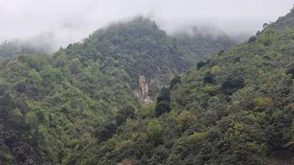 Himalaya dağlarında büyüyen yeşil ağaçlar sisle kaplı.