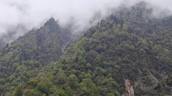 Himalaya dağlarında büyüyen yeşil ağaçlar sisle kaplı.