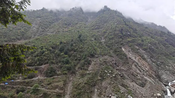 Himalaya dağlarında büyüyen yeşil ağaçlar sisle kaplı.