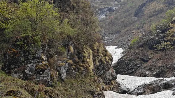 Himalaya dağlarının güzel manzarası Yeşil bitkiler ve karla 