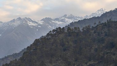 Himalaya dağlarında gün batımında yeşil ağaçlar yetişiyor.
