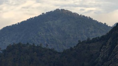 Himalaya dağlarında gün batımında yeşil ağaçlar yetişiyor.