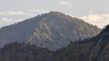 Himalaya dağlarında gün batımında yeşil ağaçlar yetişiyor.