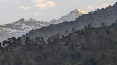 Himalaya dağlarında gün batımında yeşil ağaçlar yetişiyor.