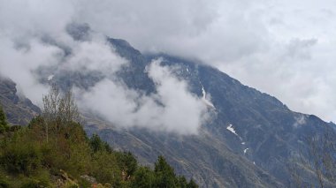 Hindistan 'da dağ yamacında yetişen yeşil ağaçlar