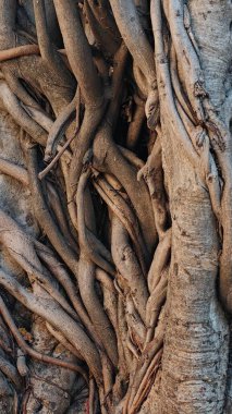 Ormanda devasa ağaç kökleri var.