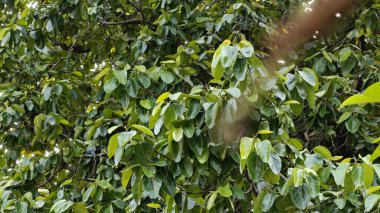 Bahçedeki yeşil tropik ağaçların manzarası