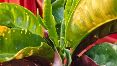 yemyeşil tropikal bitki yaprakları 