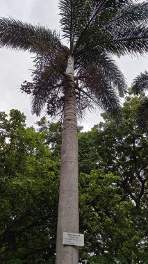 Hindistan, Bengaluru 'daki Lalbagh Botanik Bahçesi' nde palmiye ağacı.