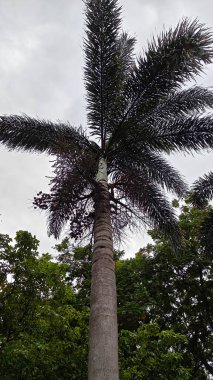 Hindistan, Bengaluru 'daki Lalbagh Botanik Bahçesi' nde palmiye ağacı.