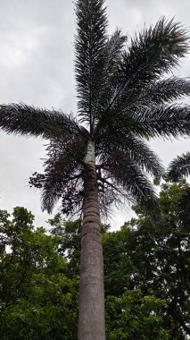 Hindistan, Bengaluru 'daki Lalbagh Botanik Bahçesi' nde palmiye ağacı.
