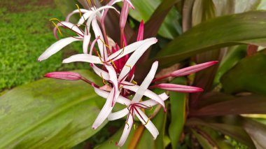 Tropikal bitki, Crinum asiaticum, ayrıca dev crinum zambağı, zehirli ampul veya örümcek zambağı olarak da bilinir.. 