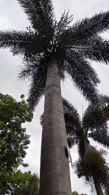 Hindistan, Bengaluru 'daki Lalbagh Botanik Bahçesi' nde palmiye ağaçları.
