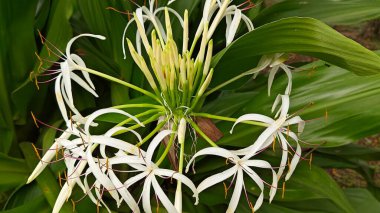 Tropikal bitki, Crinum asiaticum, ayrıca dev crinum zambağı, zehirli ampul veya örümcek zambağı olarak da bilinir.. 