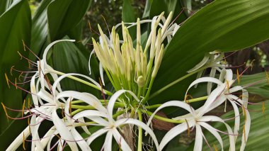 Tropikal bitki, Crinum asiaticum, ayrıca dev crinum zambağı, zehirli ampul veya örümcek zambağı olarak da bilinir.. 