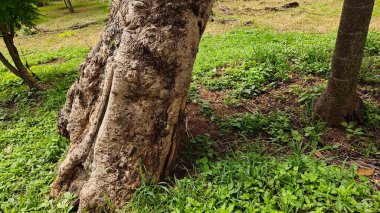 Hindistan, Bengaluru 'daki Lalbagh Botanik Bahçesi' nde bir ağaç gövdesi.