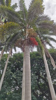 Hindistan, Bengaluru 'daki Lalbagh Botanik Bahçesi' nde palmiye ağaçları.